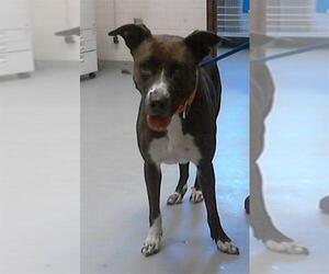 Labrador Retriever-Unknown Mix Dogs for adoption in Fayetteville, NC, USA