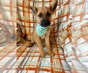 German Shepherd Dog-Unknown Mix Dogs for adoption in San Leon, TX, USA