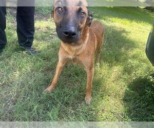 Mutt Dogs for adoption in Houston, TX, USA