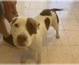 Bull Terrier Dogs for adoption in Naples, FL, USA