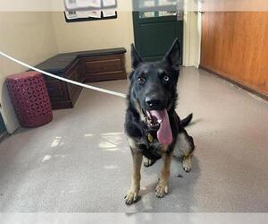 - Mix Dogs for adoption in Pasadena, CA, USA