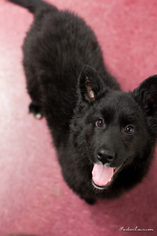 Medium Photo #1 Border Collie-Unknown Mix Puppy For Sale in Anchorage, AK, USA
