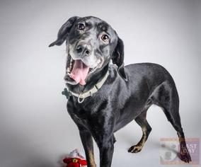 Labrottie Dogs for adoption in Livonia, MI, USA