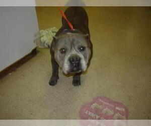 Staffordshire Bull Terrier Dogs for adoption in Riverside, CA, USA