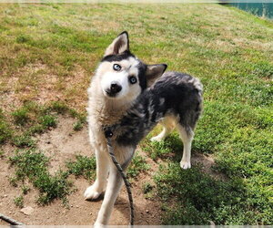 Siberian Husky Dogs for adoption in Springfield, MA, USA