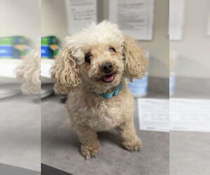 Poodle (Miniature) Dogs for adoption in Bemidji, MN, USA