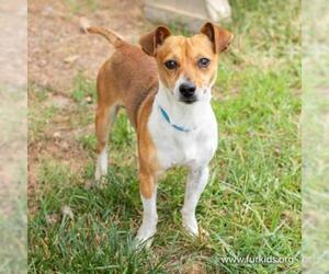 Jack Chi Dogs for adoption in Atlanta, GA, USA