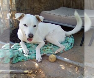 Mutt Dogs for adoption in Apple Valley, CA, USA