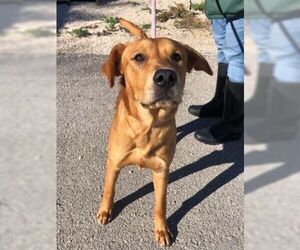Golden Labrador Dogs for adoption in Pleasanton, TX, USA