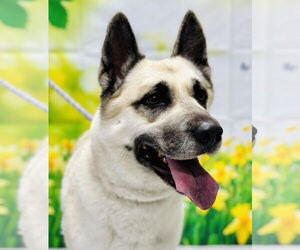 Huskies -Unknown Mix Dogs for adoption in Manahawkin, NJ, USA