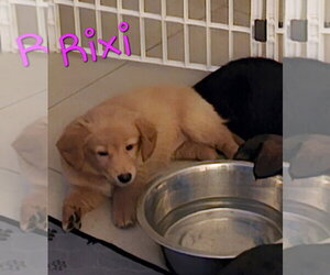 Mutt Dogs for adoption in Royal Palm Beach, FL, USA