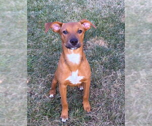 Rat Terrier-Unknown Mix Dogs for adoption in Bellevue, WA, USA