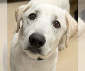 Labrador Retriever-Unknown Mix Dogs for adoption in Jefferson, WI, USA