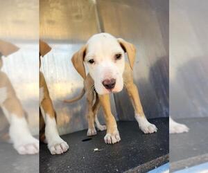 Labrador Retriever Dogs for adoption in San Antonio, TX, USA