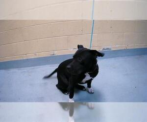 American Pit Bull Terrier Dogs for adoption in Tulsa, OK, USA