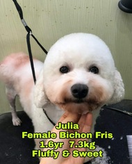Bichon Frise Dogs for adoption in Agoura Hills, CA, USA