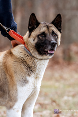 Akita Dogs for adoption in Woodbridge, VA, USA