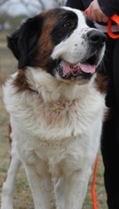 Saint Bernard Dogs for adoption in Von Ormy, TX, USA