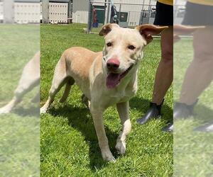 Labrador Retriever-Unknown Mix Dogs for adoption in Naples, FL, USA