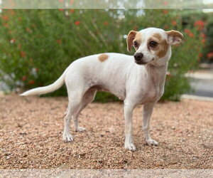 Chihuahua-Unknown Mix Dogs for adoption in PIPE CREEK, TX, USA