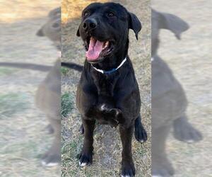 American Pit Bull Terrier-Unknown Mix Dogs for adoption in Riverside, CA, USA