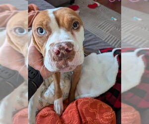 Boxer-Unknown Mix Dogs for adoption in Fayetteville, NC, USA