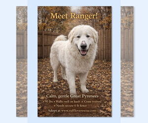 Great Pyrenees-Unknown Mix Dogs for adoption in Thomasville, NC, USA