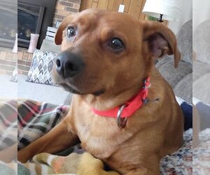 Medium Photo #1 Chiweenie Puppy For Sale in Fargo, ND, USA
