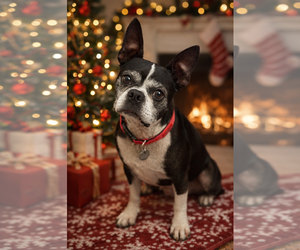 Faux Frenchbo Bulldog Dogs for adoption in Phoenix, AZ, USA