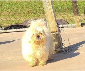 Maltese Dogs for adoption in Knoxville, IA, USA