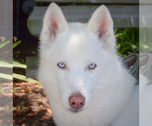 Siberian Husky-Unknown Mix Dogs for adoption in Huntley, IL, USA