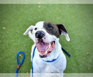 American Bulldog-Treeing Walker Coonhound Mix Dogs for adoption in Orlando, FL, USA