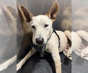 Mutt Dogs for adoption in San Antonio, TX, USA