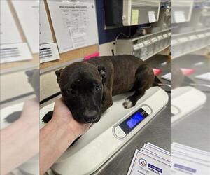 American Pit Bull Terrier-Unknown Mix Dogs for adoption in Conroe, TX, USA