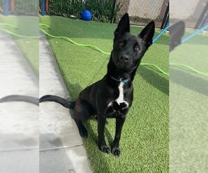 German Shepherd Dog-Unknown Mix Dogs for adoption in Baytown, TX, USA