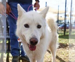 Siberian Husky-Unknown Mix Dogs for adoption in San Antonio, TX, USA
