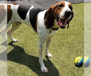 Coonhound Dogs for adoption in Towson, MD, USA