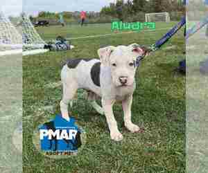 American Pit Bull Terrier-Unknown Mix Dogs for adoption in Binghamton, NY, USA