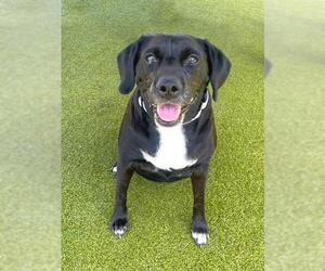 Labrador Retriever-Unknown Mix Dogs for adoption in Naples, FL, USA