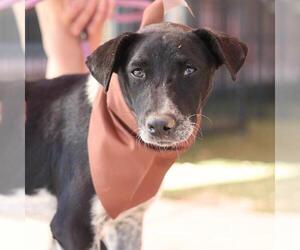Anatolian Shepherd-Unknown Mix Dogs for adoption in San Antonio, TX, USA