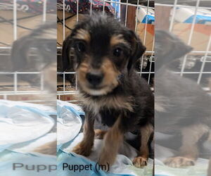 Chihuahua-Unknown Mix Dogs for adoption in San Bernardino, CA, USA