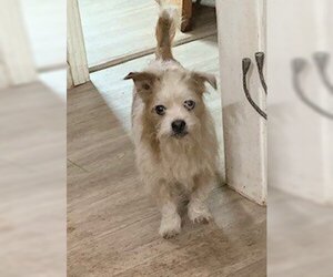 Norfolk Terrier Dogs for adoption in Lodi, CA, USA