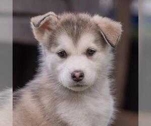 Siberian Husky-Unknown Mix Dogs for adoption in San Diego, CA, USA