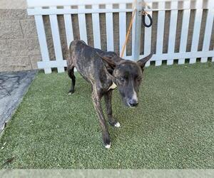 German Shepherd Dog-Unknown Mix Dogs for adoption in Modesto, CA, USA