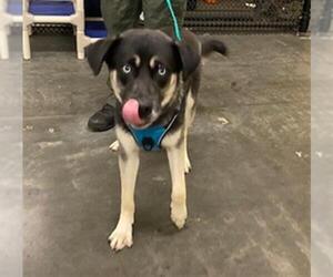 German Shepherd Dog-Siberian Husky Mix Dogs for adoption in Orange, CA, USA