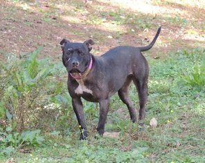 American Pit Bull Terrier Dogs for adoption in Brentwood, TN, USA
