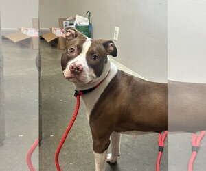 Mutt Dogs for adoption in Rockaway, NJ, USA