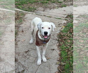 American Bulldog-Unknown Mix Dogs for adoption in Rockaway, NJ, USA