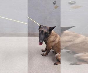 Mutt Dogs for adoption in Las Vegas, NV, USA