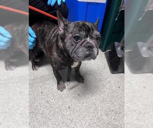 French Bulldog Dogs for adoption in Alameda, CA, USA
